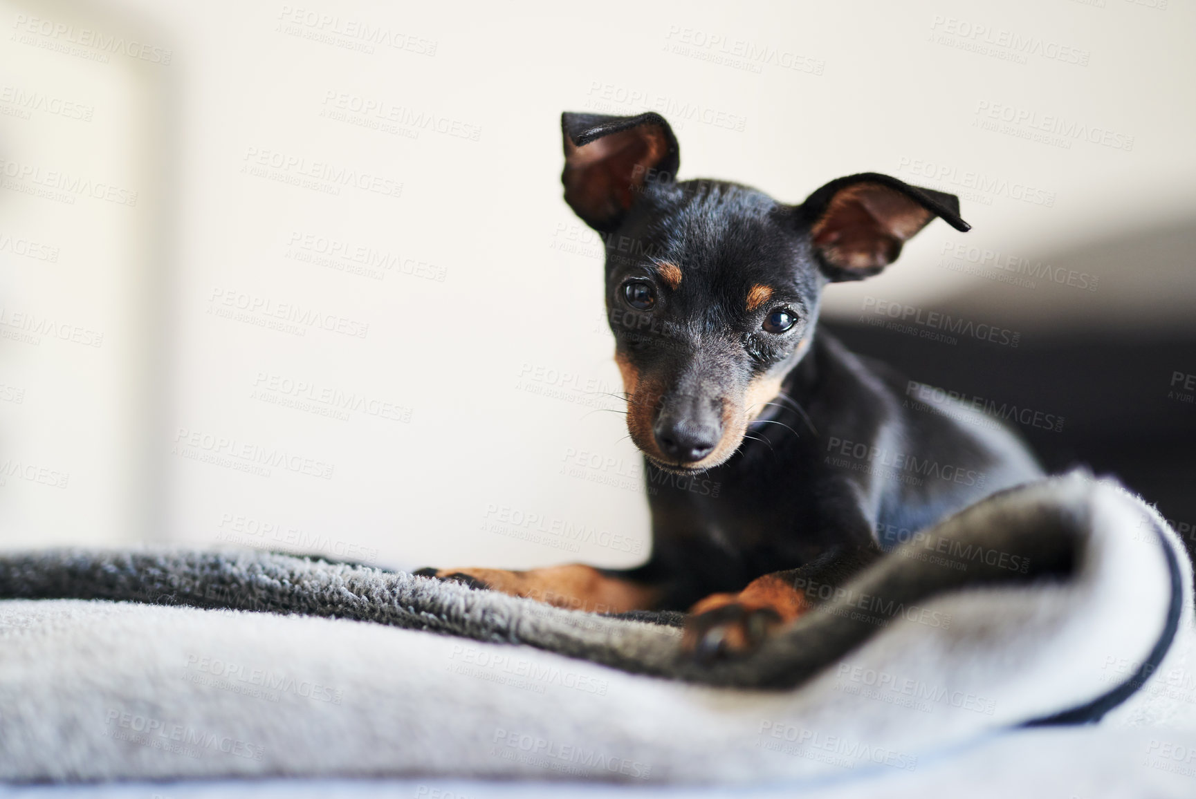 Buy stock photo Blanket, dog and pinscher in portrait for relax, comfortable and cozy for wellness with unique pet at home. Bedroom, miniature and animal as companion with loyalty, intelligent or curious personality