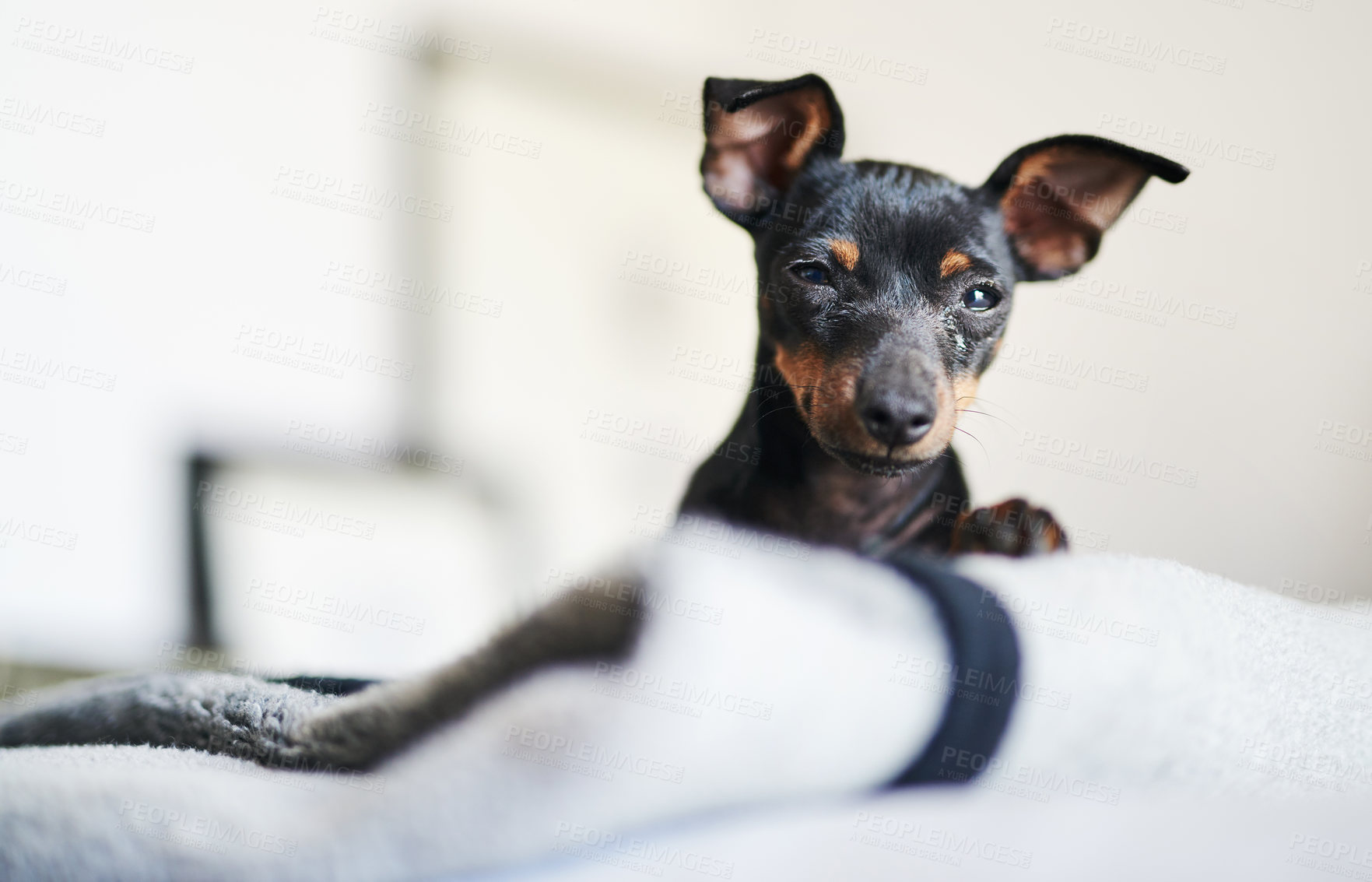 Buy stock photo Bed, dog and pinscher in portrait for rest, comfortable and cozy for wellness with unique pet at home. Bedroom, miniature and animal as companion with loyalty, intelligent and curious personality