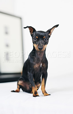 Buy stock photo Bedroom, dog and pinscher in portrait for relax, comfortable and cozy for wellness with unique pet at home. House, miniature and animal as companion with loyalty, intelligent and curious personality