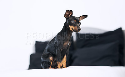 Buy stock photo Friend, dog and pinscher in bed for relax, comfortable or cozy for wellness with unique pet at home. House, miniature and animal as companion with loyalty, intelligent or curious personality by space