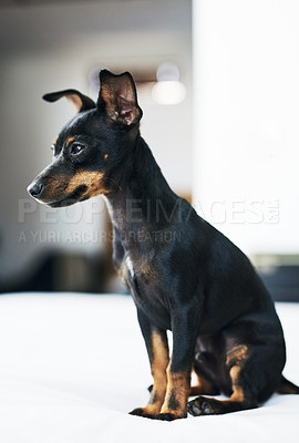 Buy stock photo Animal, dog and pinscher on bed for relax, comfortable or cozy for wellness with unique pet at home. House, miniature and breed as companion with loyalty, intelligent or curious personality on duvet