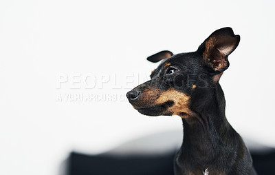 Buy stock photo Animal, dog and pinscher at home for cozy, comfortable and relax for wellness with unique pet in house. Mockup space, miniature and breed as companion with loyalty, intelligent or curious personality