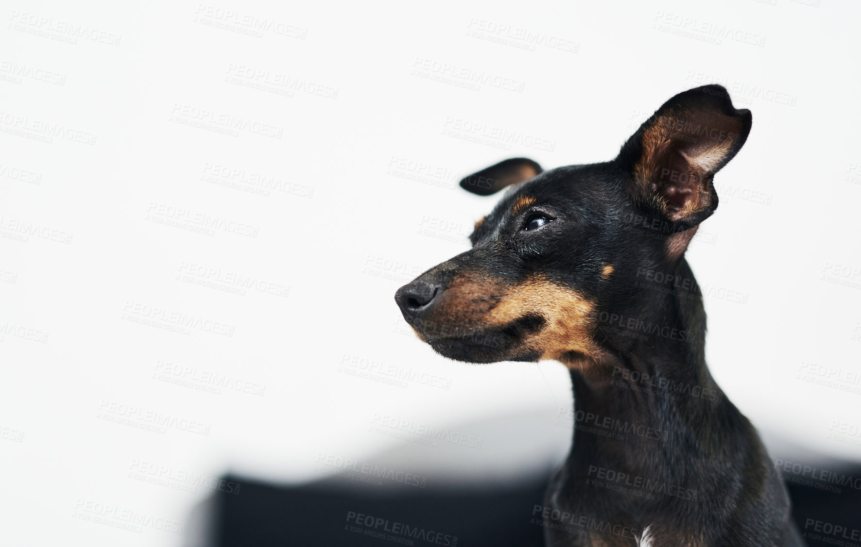 Buy stock photo Animal, dog and pinscher at home for cozy, comfortable and relax for wellness with unique pet in house. Mockup space, miniature and breed as companion with loyalty, intelligent or curious personality