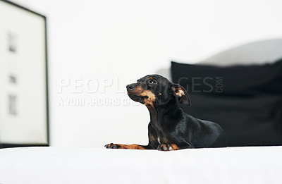 Buy stock photo Animal, dog and pinscher in home for rest, comfortable and cozy for wellness with unique pet in bed. House, miniature and breed as companion with loyalty, intelligent and curious personality on duvet