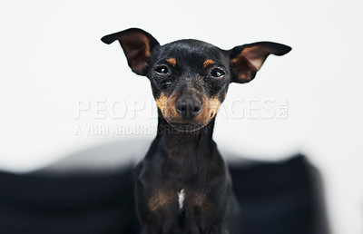 Buy stock photo Animal, dog and pinscher in portrait at home, comfortable and relax for wellness with unique pet in house. Pet, miniature and breed as companion with loyalty, intelligent and curious personality