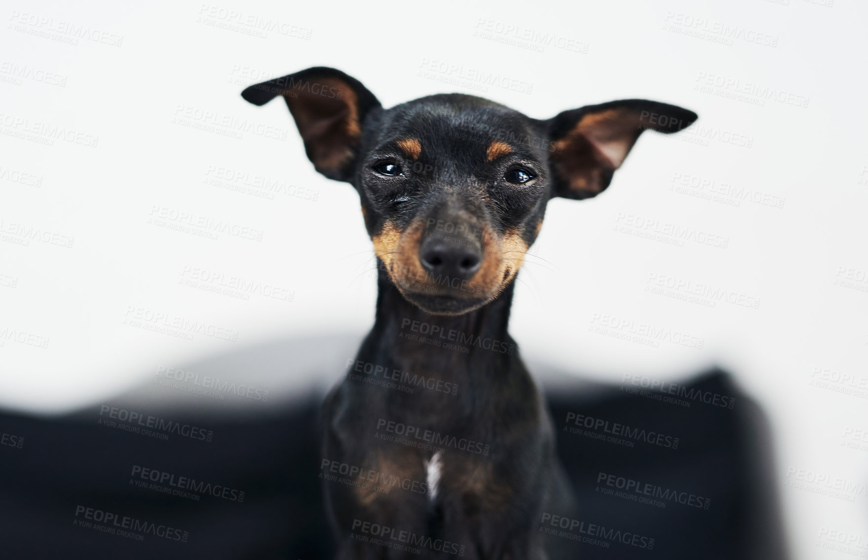 Buy stock photo Animal, dog and pinscher in portrait at home, comfortable and relax for wellness with unique pet in house. Pet, miniature and breed as companion with loyalty, intelligent and curious personality