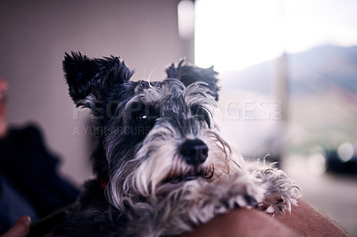 Buy stock photo Shot of an adorable dog relaxing on the porch with his owner