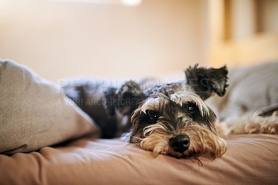 Buy stock photo Dog, yorkshire terrier and relax on bed in home, portrait and comfortable, laying and wake up from nap. Animal, pet and yorkie in bedroom with face, blanket and cozy in morning at family house