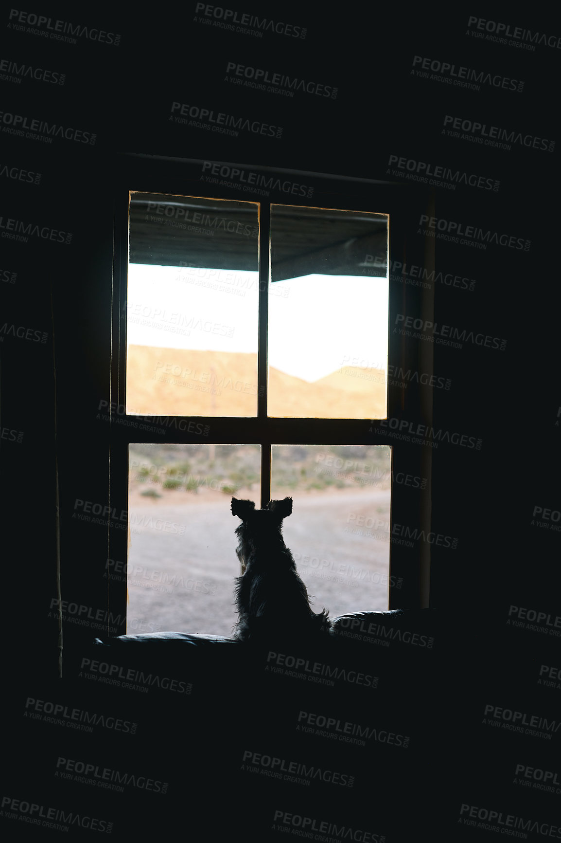 Buy stock photo Rearview shot of an adorable dog looking out of a window at home