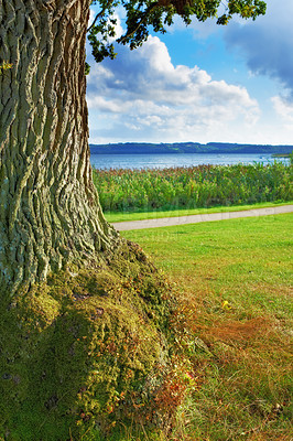 Buy stock photo A photo green moss on a tree