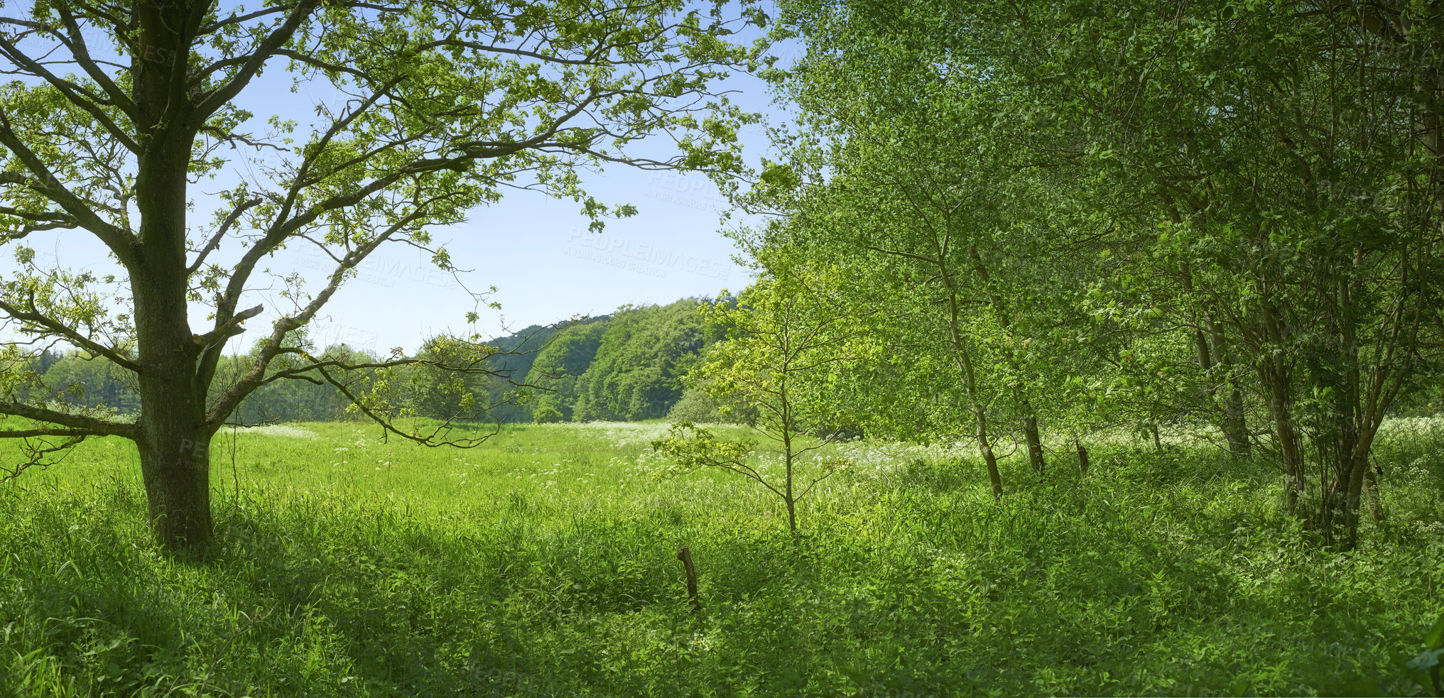 Buy stock photo A  photo of the Danish countryside at summertime