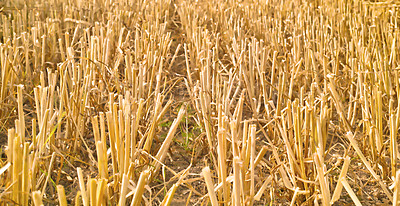 Buy stock photo Harvested rows of wheat and hay in an open field on an agricultural and organic rural farm. Cut stalks and stems of dry barley and grain cultivated on a field in the countryside for agriculture