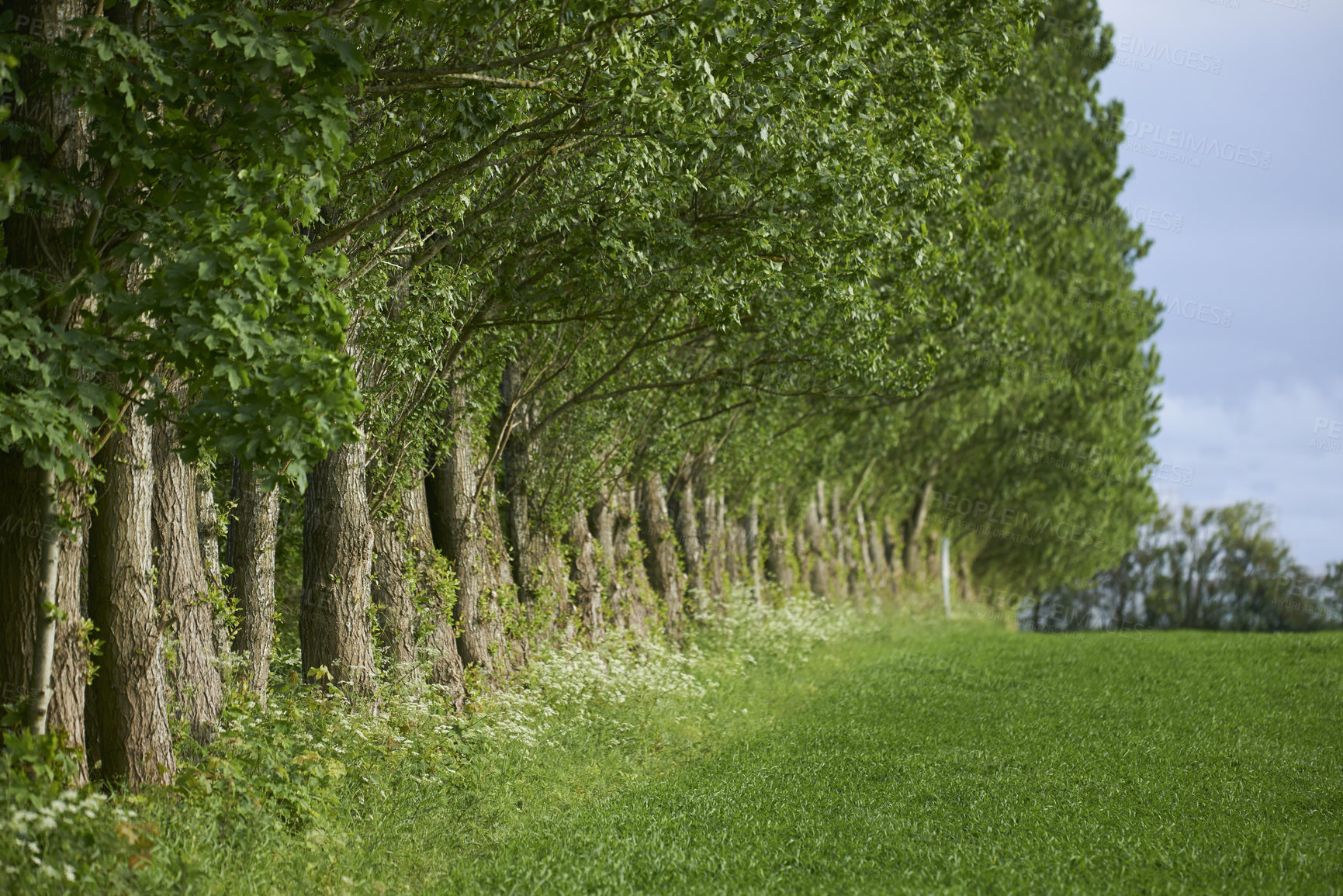 Buy stock photo A  photo of the Danish countryside at summertime