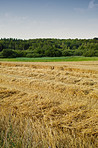 Green fields and blue skies 