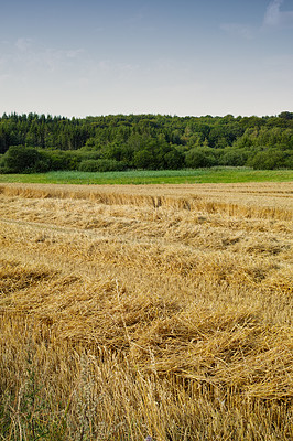 Buy stock photo An open cornfield or meadow with brown grass and green trees against the horizon under clear blue sky copy space during summer. Large area of agricultural land on an organic and sustainable farm