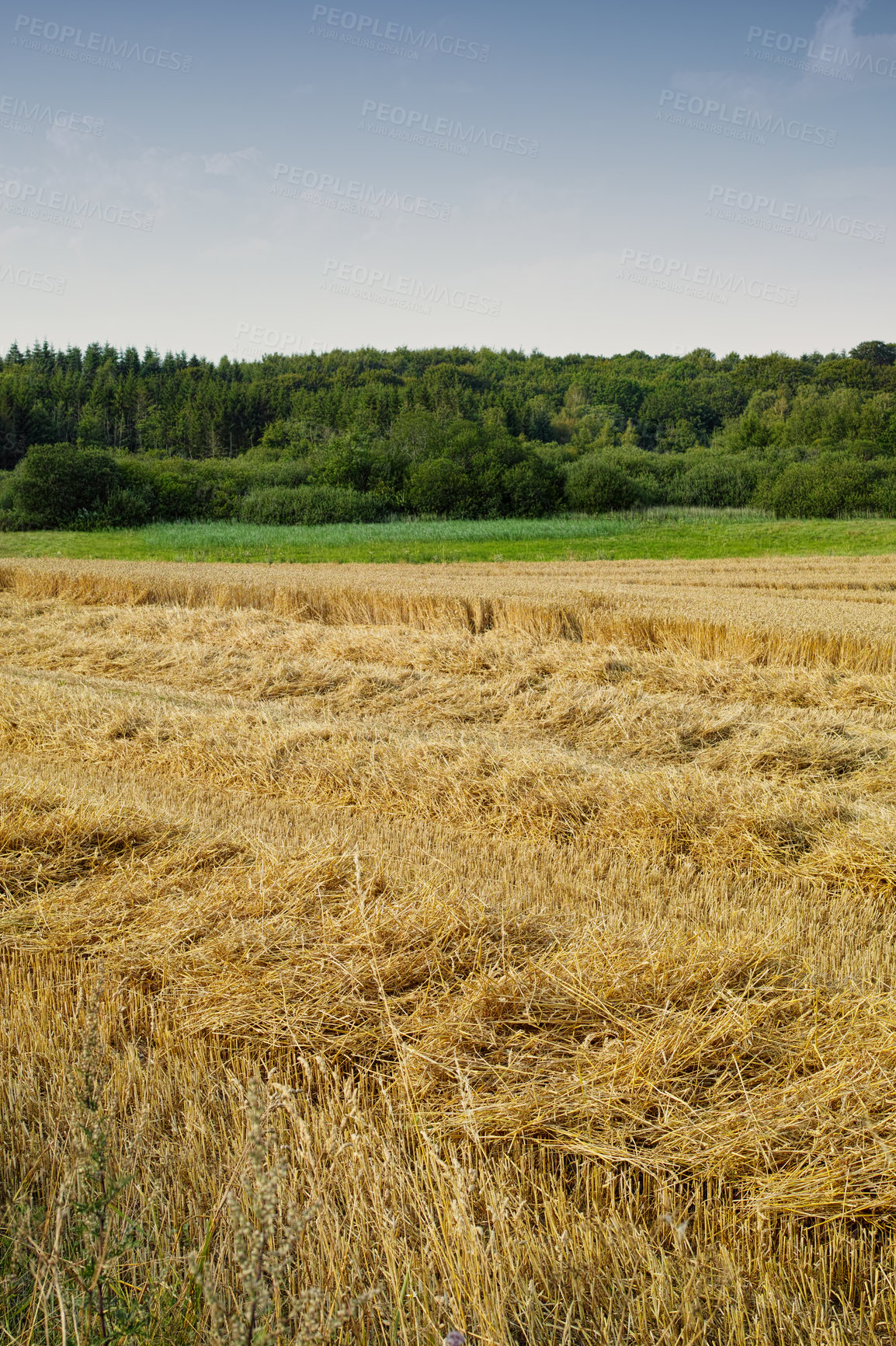 Buy stock photo An open cornfield or meadow with brown grass and green trees against the horizon under clear blue sky copy space during summer. Large area of agricultural land on an organic and sustainable farm