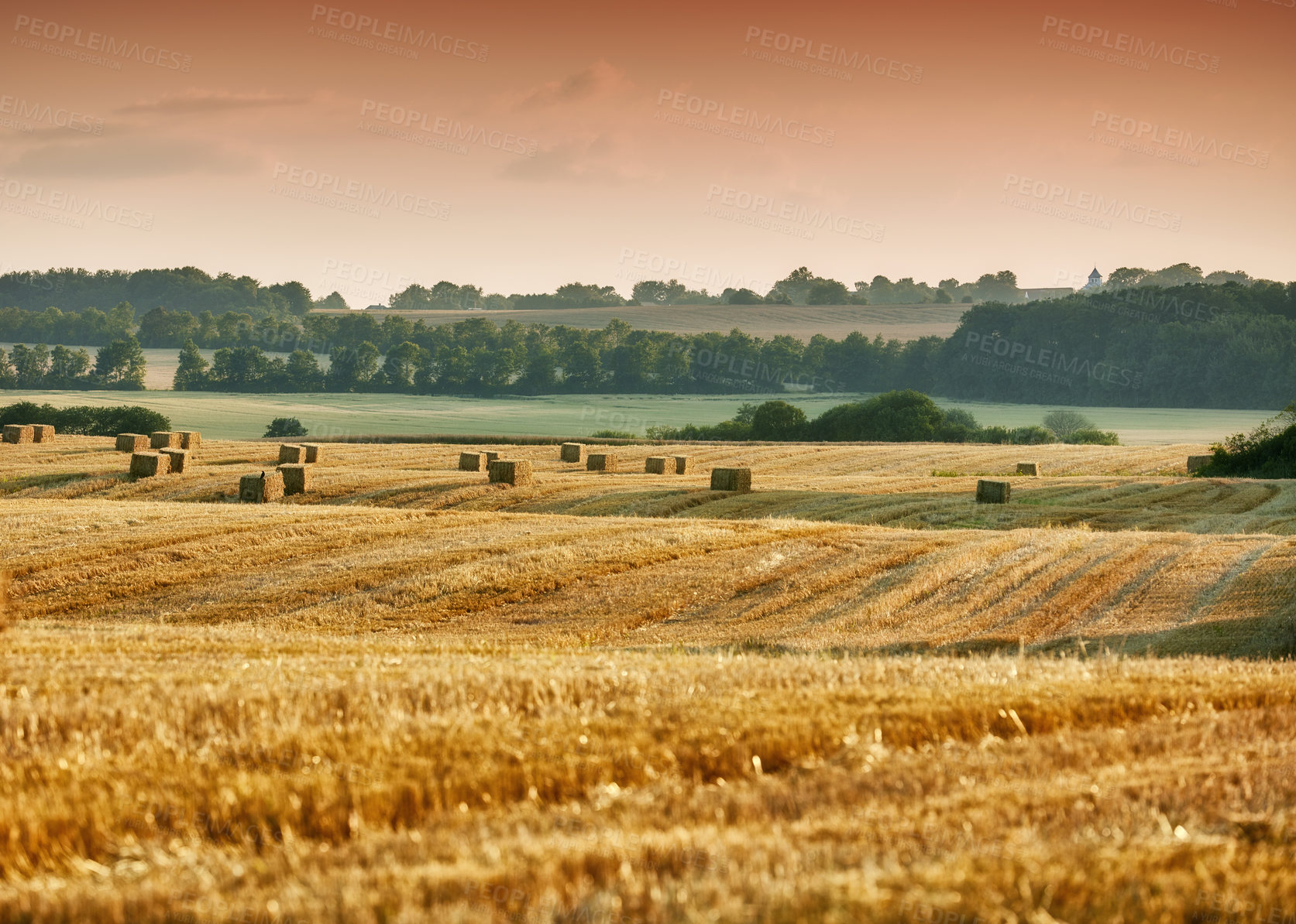 Buy stock photo Organic and sustainable farming of rye or barley grain in the countryside with copy space. Landscape of a yellow wheat field ready for harvest, growing on a rural farm with a lake in the background.
