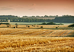 Green fields and blue skies 