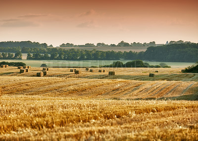 Buy stock photo Organic and sustainable farming of rye or barley grain in the countryside with copy space. Landscape of a yellow wheat field ready for harvest, growing on a rural farm with a lake in the background.