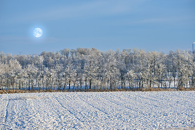 Buy stock photo Tall trees on an open field during winter on a cold moonlit night. Large woods surrounded by snow covered land, grass and foliage. Landscape of nature thriving and growing through the icy season