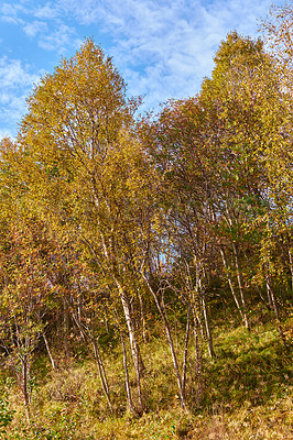 Buy stock photo Bright deserted woods with lush orange scenery and flora. Trees in an autumn forest in nature against a cloudy blue sky with copyspace. Secluded woodland with trees, vegetation and meadow in fall. 