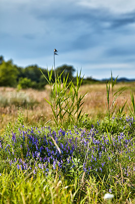 Buy stock photo Green fields and blue sky in spring and early summer