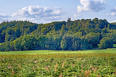 Buy stock photo A  photo of the Danish countryside at summertime