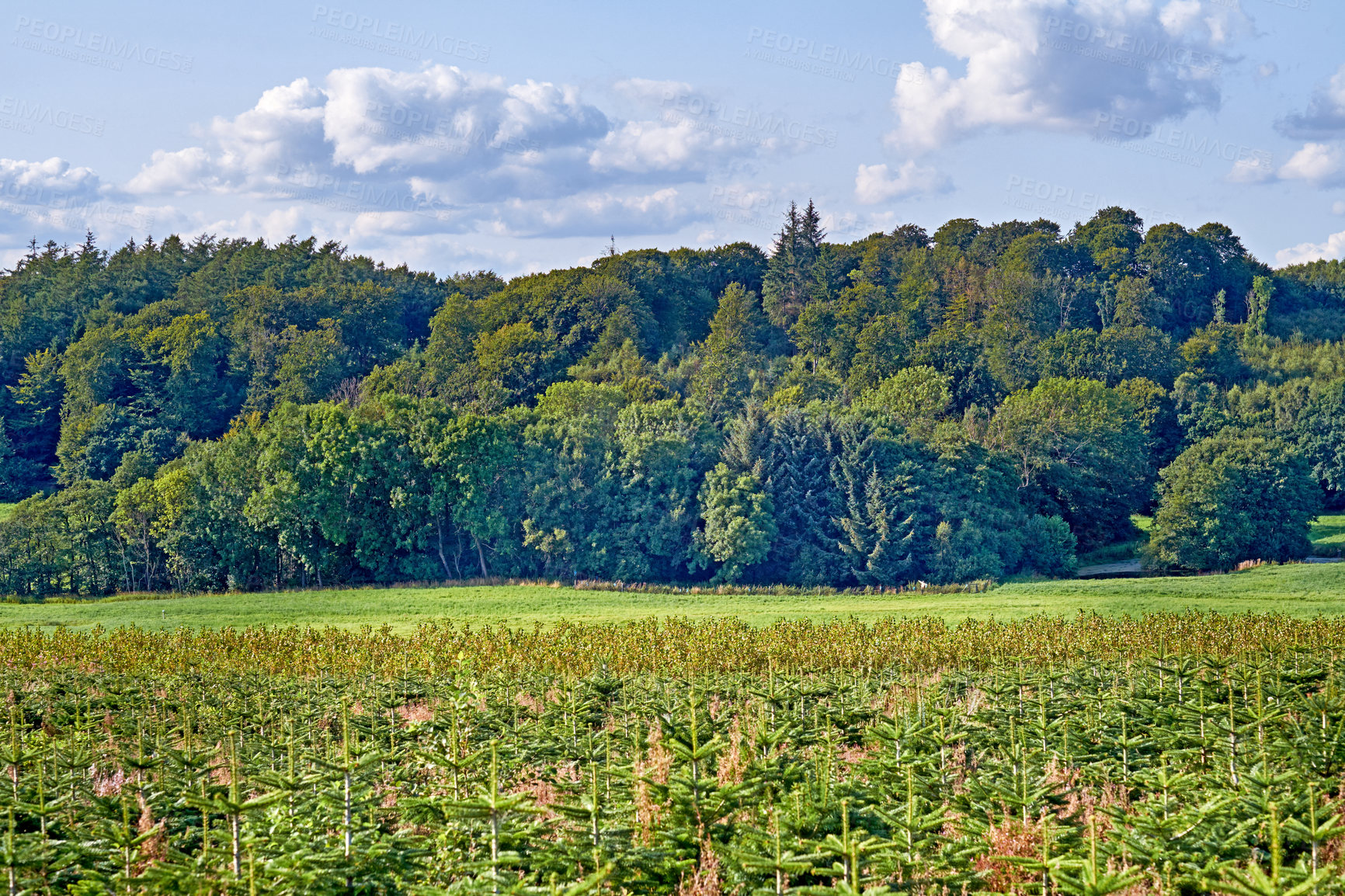 Buy stock photo A  photo of the Danish countryside at summertime