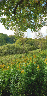 Buy stock photo A  photo of the Danish countryside at summertime