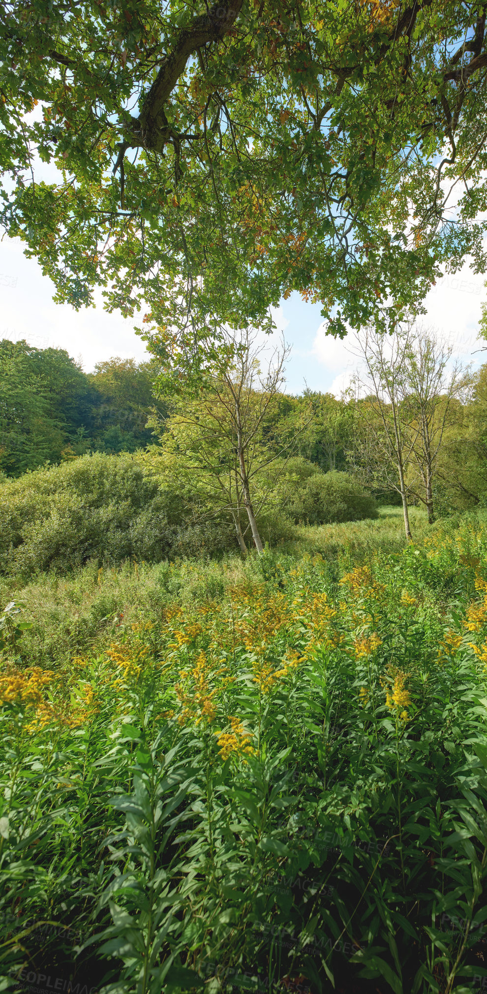 Buy stock photo A  photo of the Danish countryside at summertime