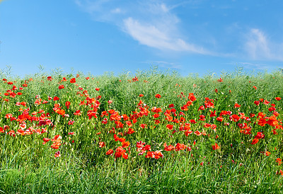 Buy stock photo Red poppies in an open field with copyspace. Flowers growing amongst the tall grass outside. Natural beauty in nature against a clear blue sky showing the horizon. A sunny summer day