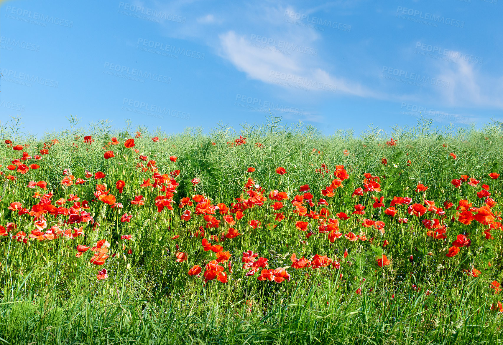 Buy stock photo Red poppies in an open field with copyspace. Flowers growing amongst the tall grass outside. Natural beauty in nature against a clear blue sky showing the horizon. A sunny summer day