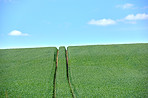 Rolling Green fields and blue sky 