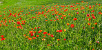 Wheat fields with poppies in early summer