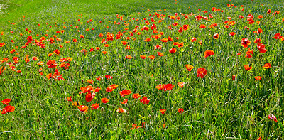 Buy stock photo A  photo of poppies in the countryside in early summer