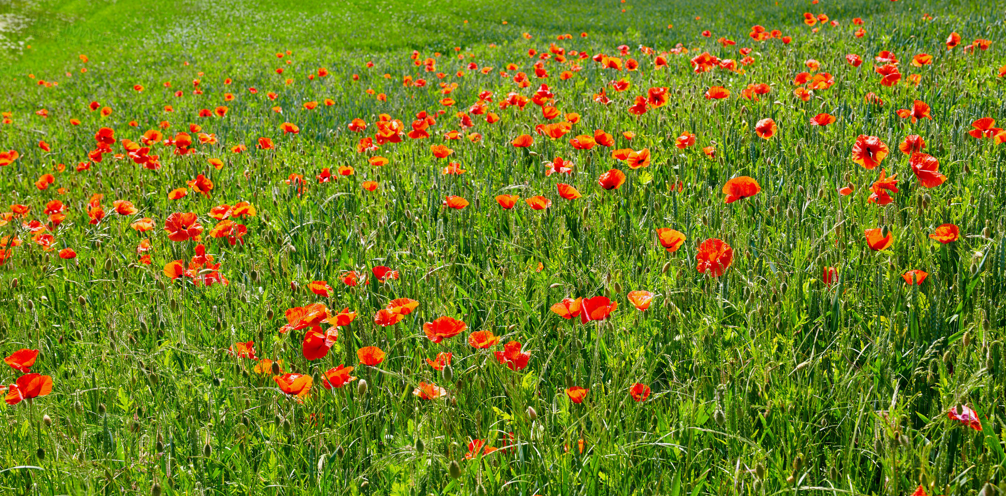 Buy stock photo A  photo of poppies in the countryside in early summer