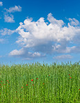 Green fields and blue skies 