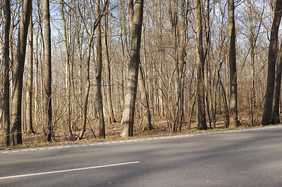 Buy stock photo A dry forest with tall brown and bare trees alongside a road on a sunny summer afternoon. Landscape of a peaceful and scenic route with a tar street in the woods and sunlight shining on a winter day