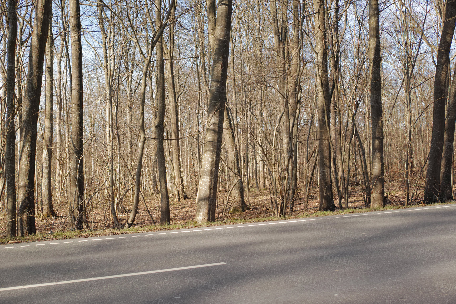 Buy stock photo A dry forest with tall brown and bare trees alongside a road on a sunny summer afternoon. Landscape of a peaceful and scenic route with a tar street in the woods and sunlight shining on a winter day