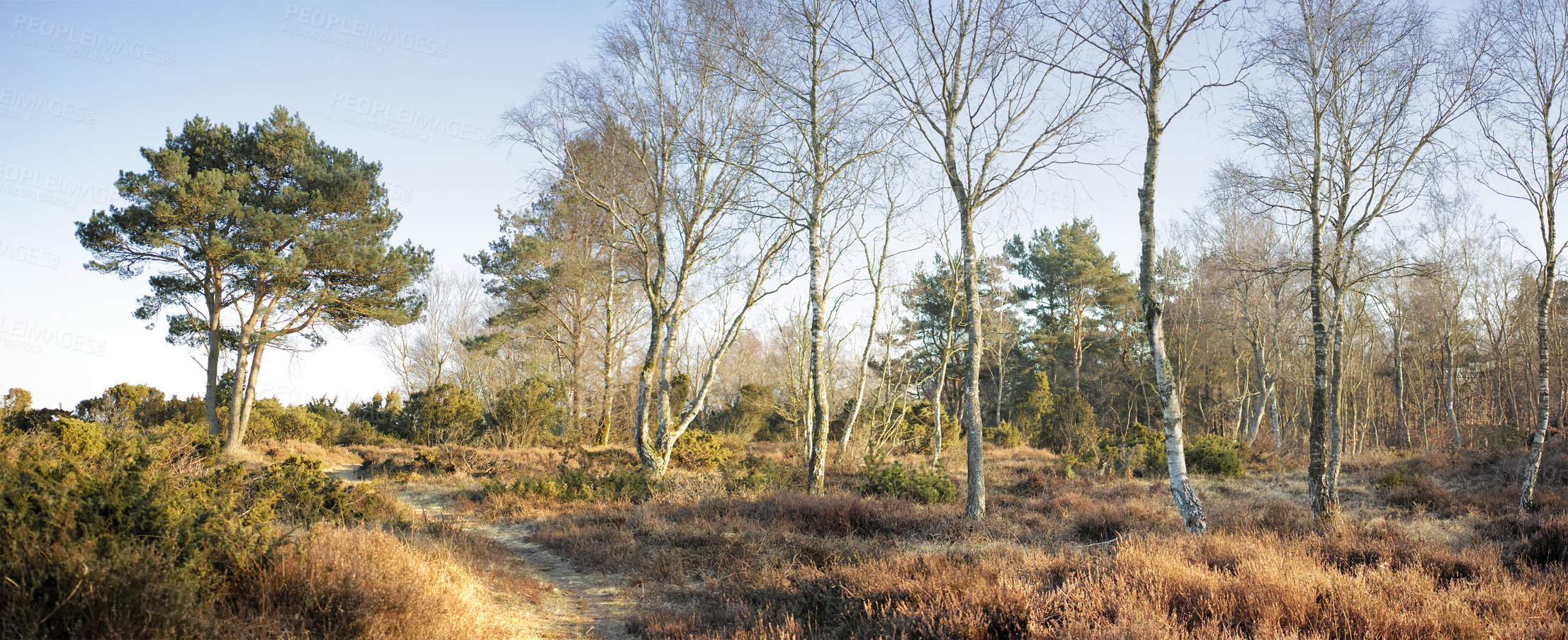 Buy stock photo Landscape view of a grassy deserted park in autumn. Secluded and empty grassland or forest with trees, bushes, and greenery. Plants and vegetation in a remote and rural natural area in nature