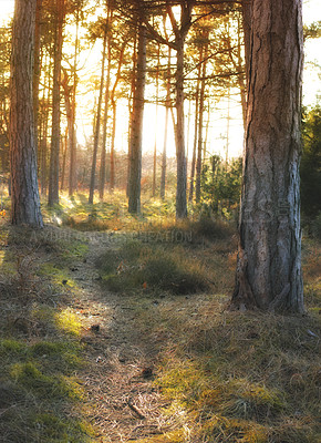 Buy stock photo Landscape of forest in autumn during the day. Spending time in nature is the best way to relax and experience the benefits of sun and tree exposure. Looking after our environment helps nature thrive