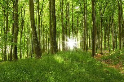 Buy stock photo Wild pine trees growing in a forest with green plants and lens flare. Scenic landscape of tall wooden trunks with lush leaves in nature during spring. Peaceful and magical views in the park or woods