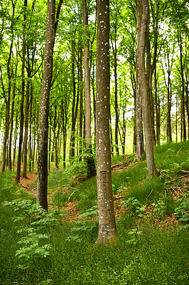 Buy stock photo Hardwood forest uncultivated