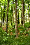 Hardwood forest tree