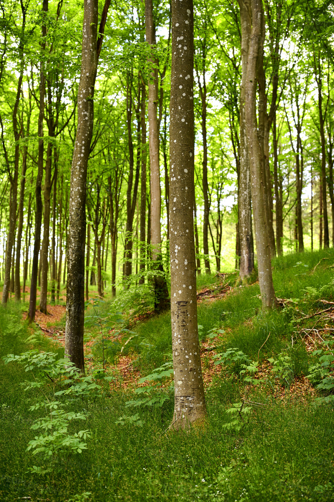 Buy stock photo Hardwood forest uncultivated