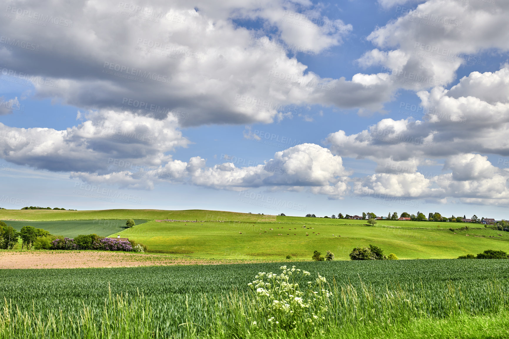 Buy stock photo A  photo of the Danish countryside at summertime