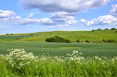 Buy stock photo A  photo of the Danish countryside at summertime