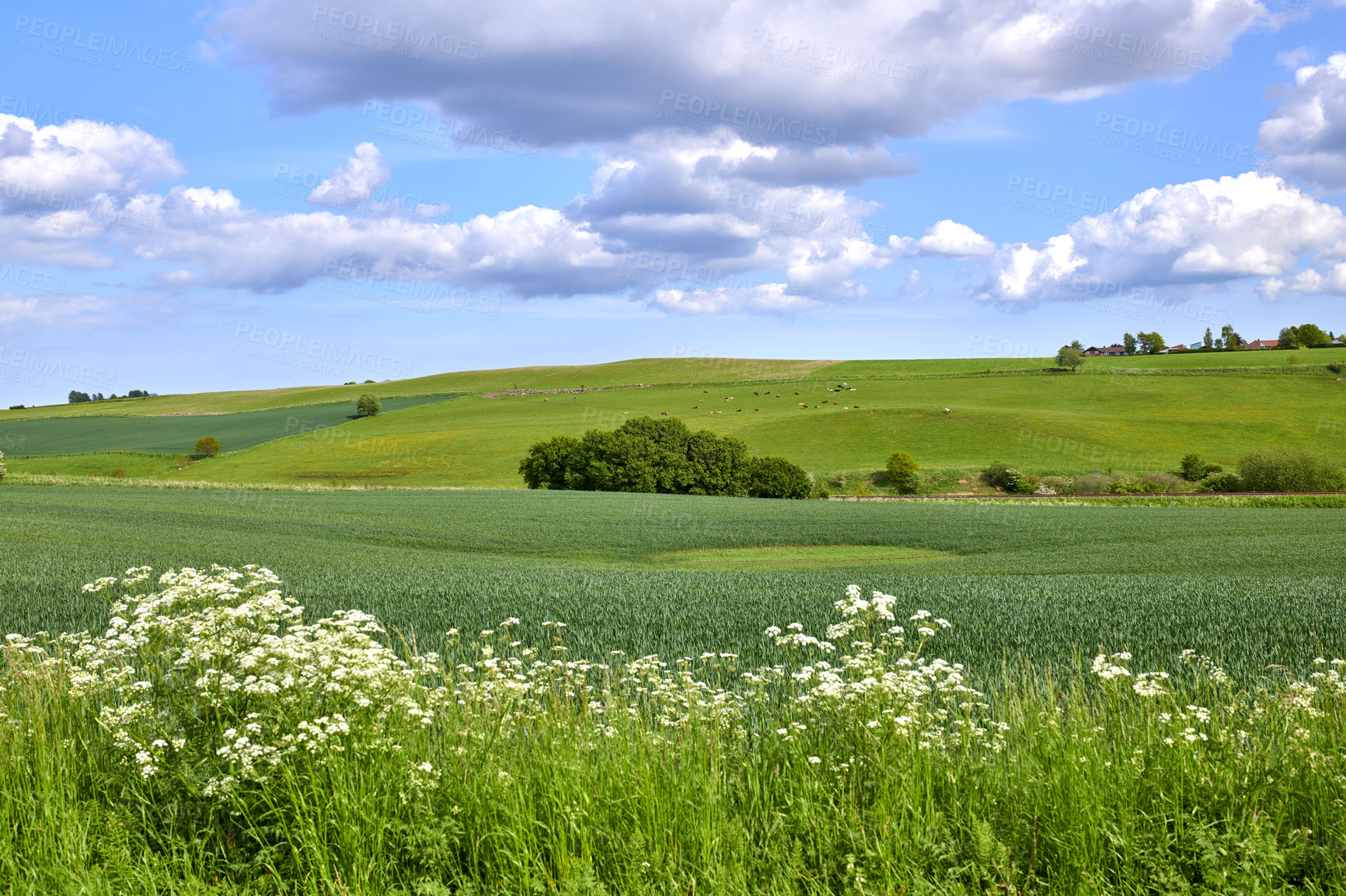 Buy stock photo A  photo of the Danish countryside at summertime