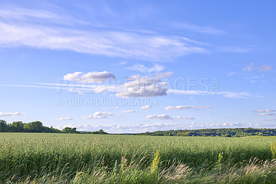 Buy stock photo A  photo of the Danish countryside at summertime