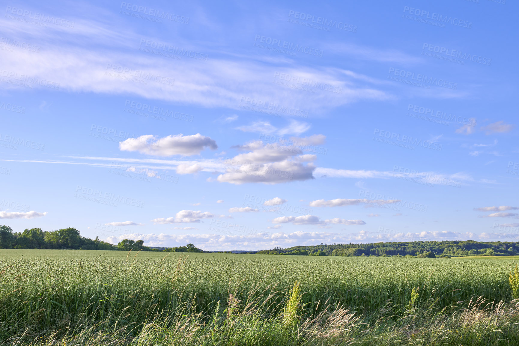 Buy stock photo A  photo of the Danish countryside at summertime